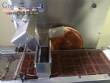 T�nel de refrigeraci�n de chocolate con cobrideira Pir�g
